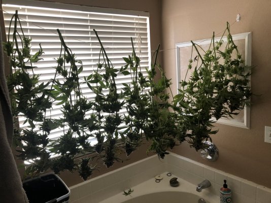 FIRST HARVEST IN OVER 8 YEARS!!!