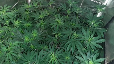 Cannabis Australis ...