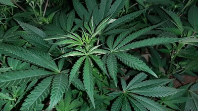 Cannabis Australis ...