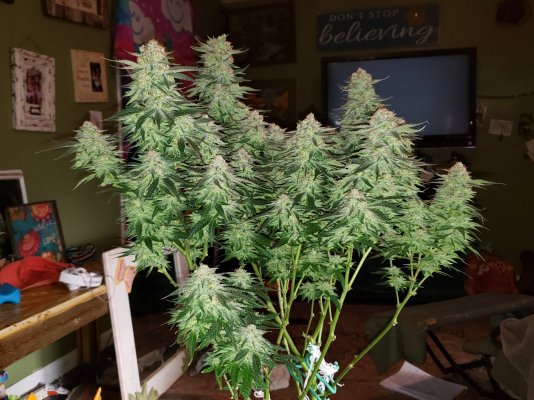 my-little-stinky-grow-room-3.jpg