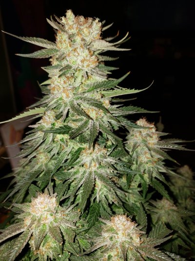 my-little-stinky-grow-room-5.jpg