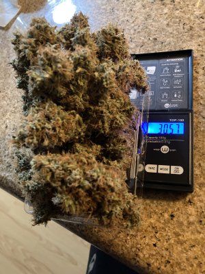 Lack of trichomes, and resin in flower