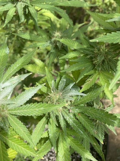 is-this-white-powdery-mildew-3.jpeg