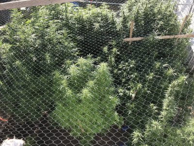 Lets see your 2020 Outdoor Plants!