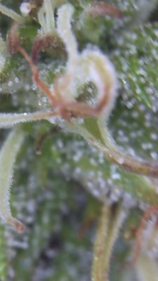 Ontario, Canada, Outdoor Growers Thread