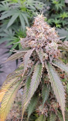 Cheese (Seedsman), Chemdog (Nirvana), Kali China (Ace), Sweet Zombie (Expert), Zamaldelica x Kali China (Ace)