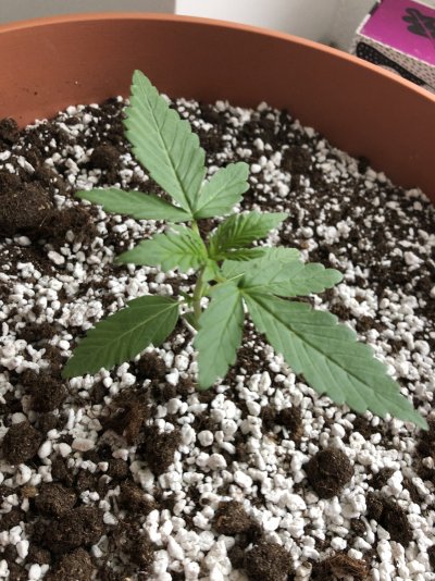 any-tips--tricks-available--outdoor-growing.jpg