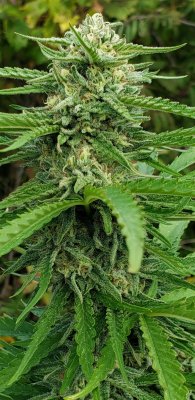 Lets see your 2020 Outdoor Plants!