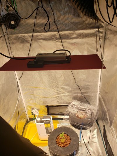 northern-cheese-haze-and-double-grape-mephisto-grow-2.jpg