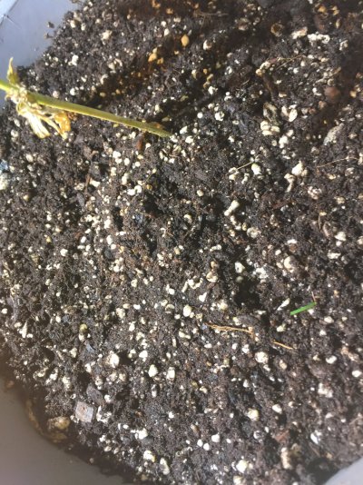 Any help from experience grower