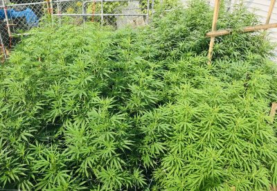 MICHIGAN PLANTS ONLY LETS SEE EM!
