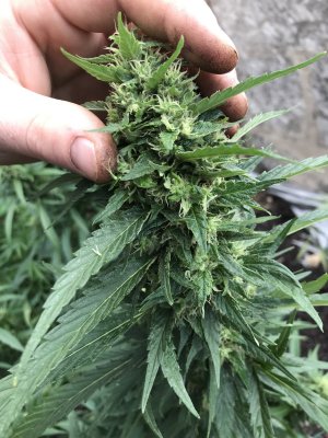 MICHIGAN PLANTS ONLY LETS SEE EM!