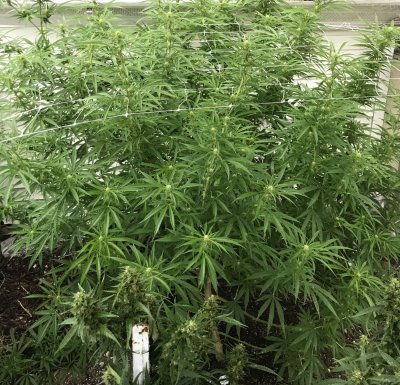 MICHIGAN PLANTS ONLY LETS SEE EM!