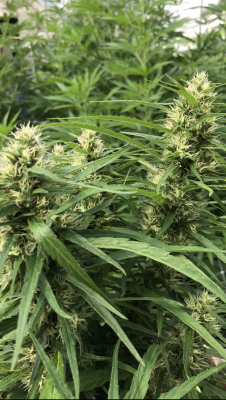 MICHIGAN PLANTS ONLY LETS SEE EM!
