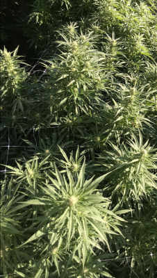 MICHIGAN PLANTS ONLY LETS SEE EM!