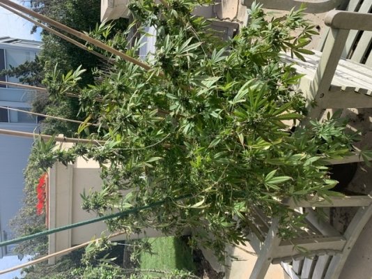 anyone-willing-to-help-1st-time-grower-leaves-dying-during-flowering-and-when-to-harvest-7.jpeg
