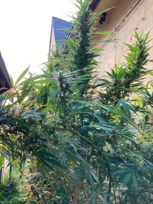 Lack of trichomes, and resin in flower