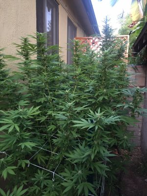 Lack of trichomes, and resin in flower