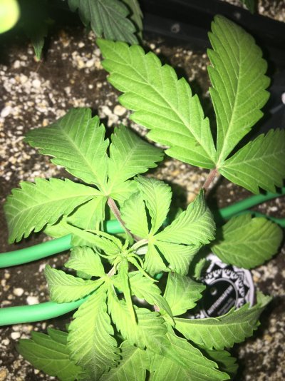 please-diagnose-help-early-veg-8.jpg