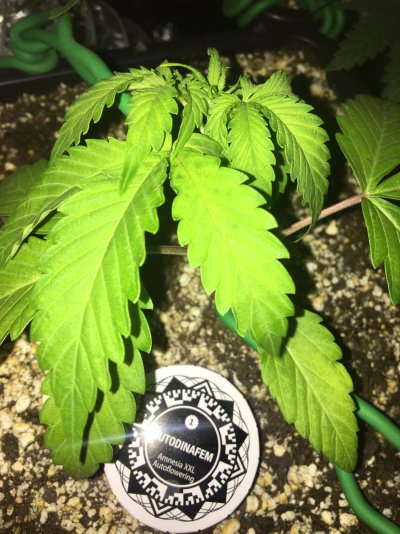 please-diagnose-help-early-veg-11.jpg