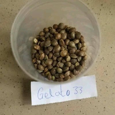 Cannabis Seeds