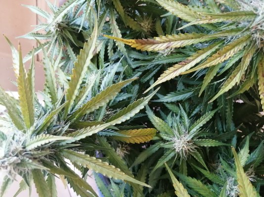 Urgent help needed!! Is this calcium deficiency or lockout? Or anything else?