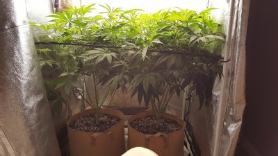 First official grow