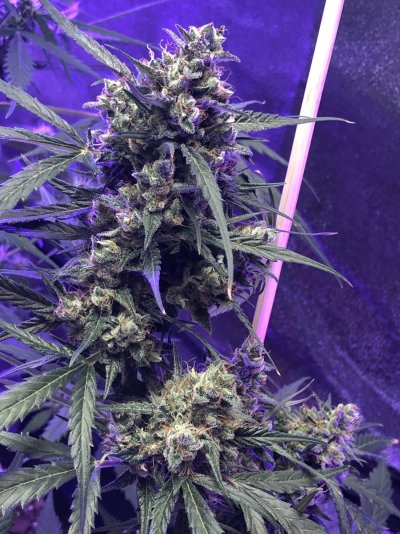 indoor-grow-tent-tangerine-dreams-4x4.jpeg