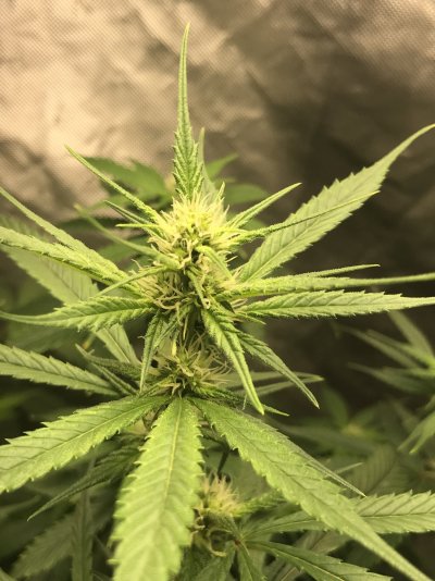 Temperature drops it’s to low?