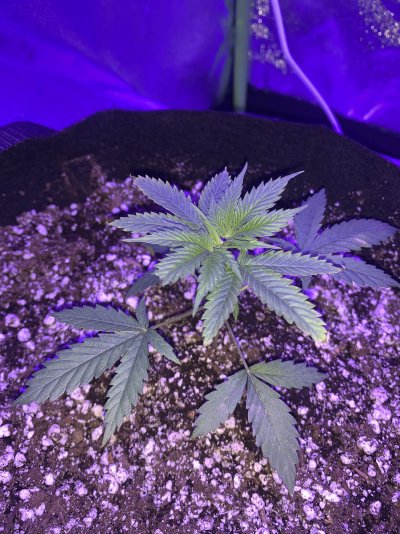 growers-need-help-slow-growing.jpeg