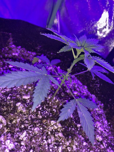 growers-need-help-slow-growing-2.jpeg