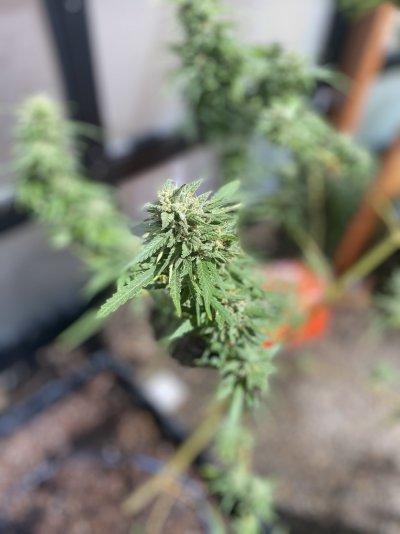 super-silver-haze-looking-close-to-harvest.jpeg