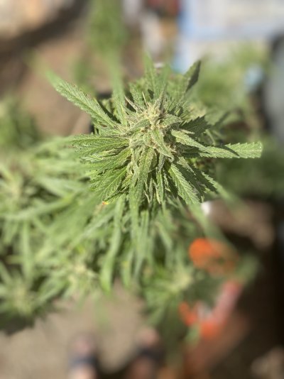 Super Silver Haze looking close to harvest