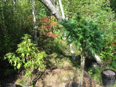 Lets see your 2020 Outdoor Plants!