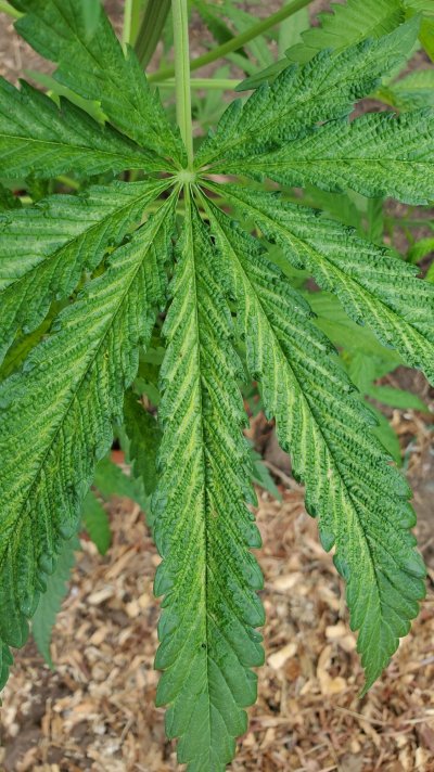 what-are-these-leaves-telling-me.jpg