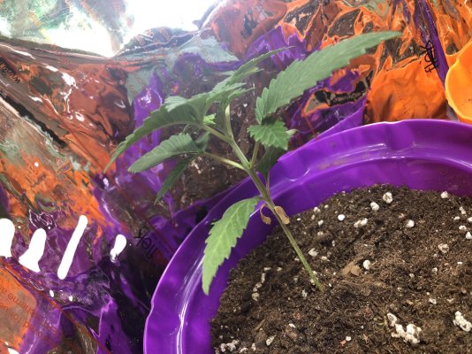 Where should I top my plants?
