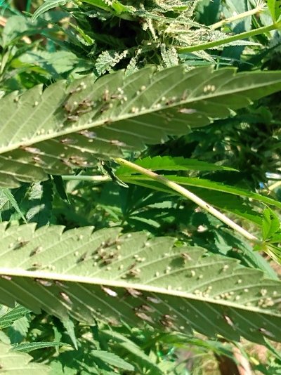 help-me-identify-these-bugs-please.jpg