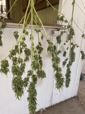 Need help on harvesting and curing