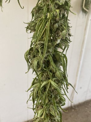 Need help on harvesting and curing
