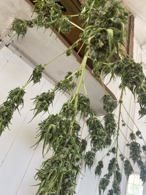 Need help on harvesting and curing