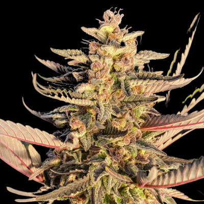 O-Face S1, OMG S1, Glueberry Muffin S1 seeds available.