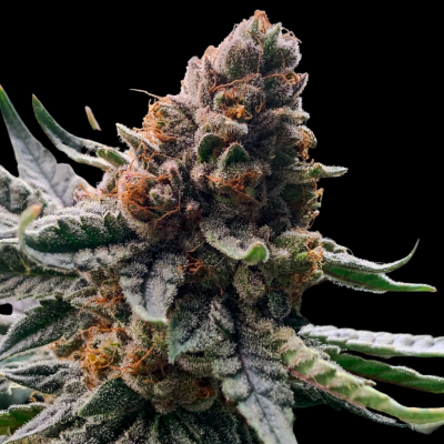 O-Face S1, OMG S1, Glueberry Muffin S1 seeds available.