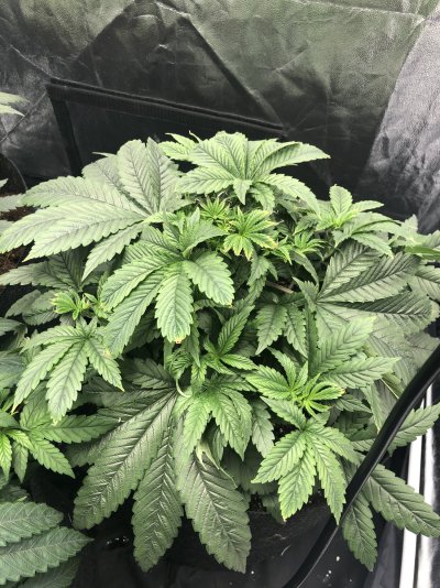 indoor-grow-carmeliscious-how-they-looking-4.jpeg