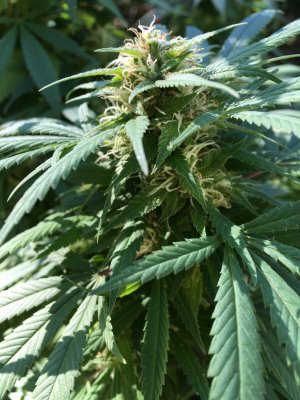 Lets see your 2020 Outdoor Plants!