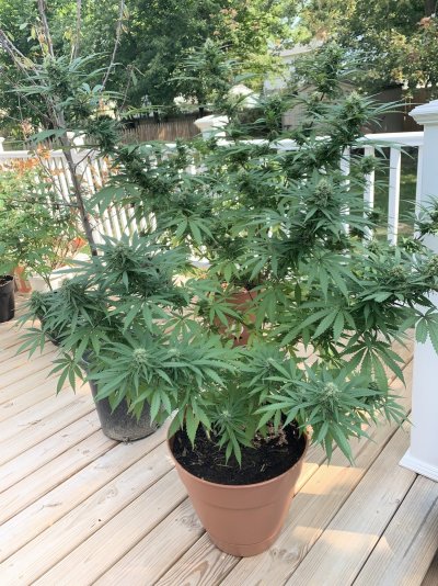 1st-time-grower-how-long-until-i-should-harvest.jpeg