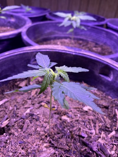 Indoor plants leaves curled downwards