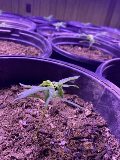 Indoor plants leaves curled downwards