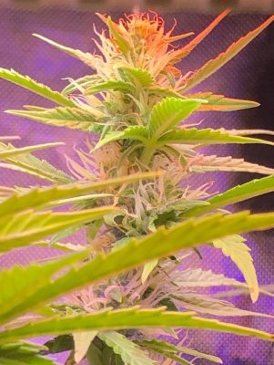 6 days into seedling they look weak! What is wrong? 1st time