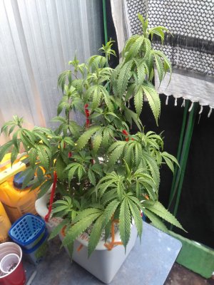 IMG_20200927_073319.jpg