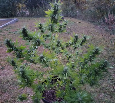 Lets see your 2020 Outdoor Plants!